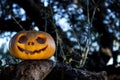 Halloween scary pumpkin in the gren tree brushwood Royalty Free Stock Photo