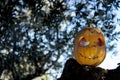 Halloween scary pumpkin in the gren tree brushwood Royalty Free Stock Photo