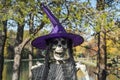 Halloween skeleton head with purple hat