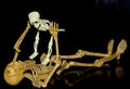 Halloween Skeletons Show