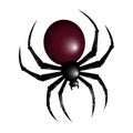 Halloween spider illustration. Spider isolated illustration. Halloween.