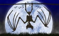 Halloween Spooky Bat Skeleton Silouhette Backlit By Large Moon