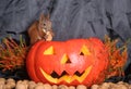 Halloween squirrel