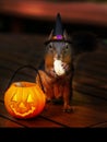 Halloween Squirrel Trick-or-Treat for Peanuts Royalty Free Stock Photo