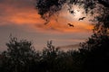 Halloween sunset with bats and full moon