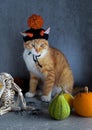 Halloween ginger cat with evil hat sitting with skeleton and pumpkins on gray background