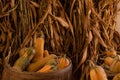 Halloween, Thanksgiving seasonal holiday celebration a variety of squash gourds on display in still life fall background with corn