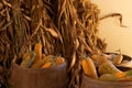 Halloween, Thanksgiving seasonal holiday celebration a variety of squash gourds on display in still life fall background with corn Royalty Free Stock Photo