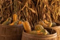 Halloween, Thanksgiving seasonal holiday celebration a variety of squash gourds on display in still life fall background with corn Royalty Free Stock Photo