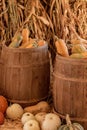 Halloween, Thanksgiving seasonal holiday celebration a variety of squash gourds on display in still life fall background with corn