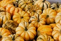 Halloween, Thanksgiving seasonal holiday celebration a variety of striped pumpkins on display in still life fall background celebr