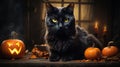 Halloween theme: black cat sitting next to pumpkins