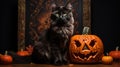 Halloween theme: black cat sitting next to pumpkins Royalty Free Stock Photo