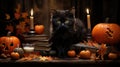 Halloween theme: black cat sitting next to pumpkins Royalty Free Stock Photo