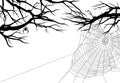 Bare tree branches and spider web vector Royalty Free Stock Photo