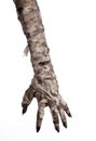 Halloween theme: terrible old mummy hands on a white background