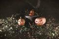 Halloween three pumpkins in leaves and grass in the dark, scary Royalty Free Stock Photo