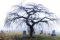 Halloween tree in cemetery in Pennsylvania fog.