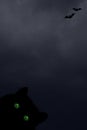 Halloween vertical background with black cat with green eyes, silhouettes of bats Royalty Free Stock Photo