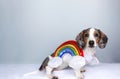 Halloween white sausage dachshund dog on blank background, wearing a rainbow dog costume