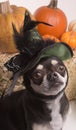 Halloween Witch Dog Royalty Free Stock Photo