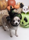 Halloween Witch Dog Royalty Free Stock Photo