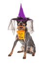 Halloween Witch Dog