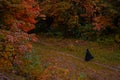 Halloween witch person park outdoor aerial scenery top view October time soft focus and noise pollution concept poster photo Royalty Free Stock Photo