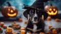 halloween witch with pumpkin A Halloween puppy wearing a witch hat, caught in the act of casting a spell on a pile of treats,