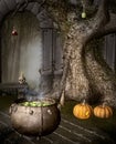 Halloween witch stuff in the black forest Royalty Free Stock Photo