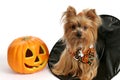 Halloween Yorkie in Witch Hat