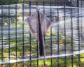 Halloween zombie decoration on iron fence with decorative spider webbing and fall leaves all around it highlighted by sunshine and