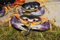Hallowin Crab Royalty Free Stock Photo
