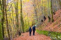 Tourists walking on woodland walkway covered by orange leaves on floor