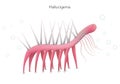 Hallucigenia