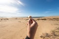 Hallucinatory mushroom called Cucumelo Psilocybe cubensis from the Cabo Polonio Natural Park in the Department of Rocha in Uruguay