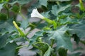 Hallucinogen plant Devil`s Trumpet Datura Stramonium, also called Jimsonweed Royalty Free Stock Photo