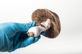 Hallucinogenic agaric mushrooms and poisonous mushrooms in a medical glove