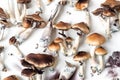 Hallucinogenic mushrooms psilocybe cubensis