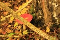 Hallucinogenic mushroom fly Agaric under tree Royalty Free Stock Photo