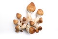 Hallucinogenic mushrooms psilocybe cubensis Royalty Free Stock Photo