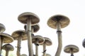 Hallucinogenic Psychedelic drug. Fungi hallucinogen. Fresh Psilocybin shroom