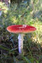 Hallucinogenic Red-capped Fly Agaric Toadstools Royalty Free Stock Photo