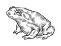 Hallucinogenic toad engraving vector illustration Royalty Free Stock Photo