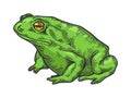 Hallucinogenic toad sketch engraving vector