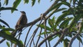 Halmahera cuckoo bird perched on mango tree Royalty Free Stock Photo