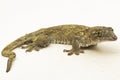 The Halmahera Giant Gecko (Gehyra marginata) Ternate dtella on white background Royalty Free Stock Photo