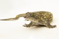 The Halmahera Giant Gecko (Gehyra marginata) Ternate dtella on white background Royalty Free Stock Photo