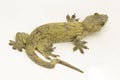 The Halmahera Giant Gecko (Gehyra marginata) Ternate dtella on white background Royalty Free Stock Photo