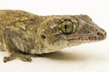 The Halmahera Giant Gecko (Gehyra marginata) Ternate dtella on white background Royalty Free Stock Photo